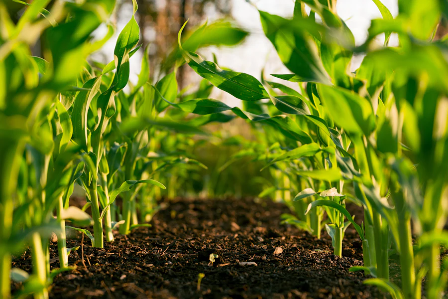 Champ agricole exploité par Bolodi Services
