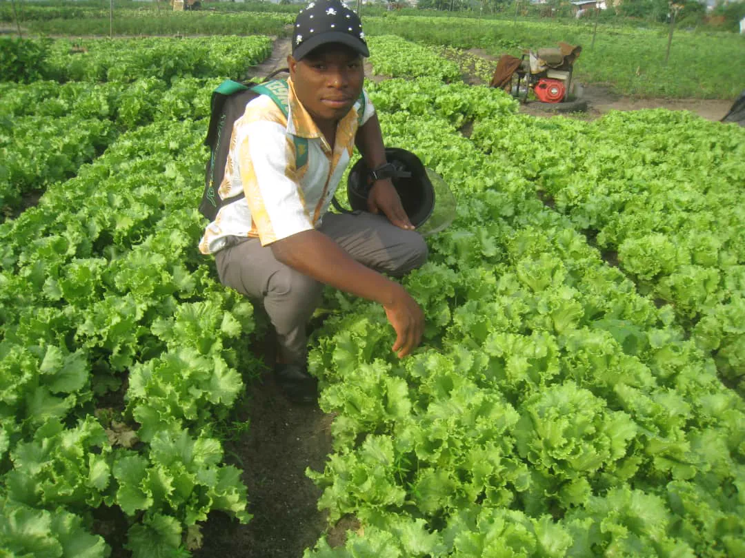 Technicien dans une planche de salades