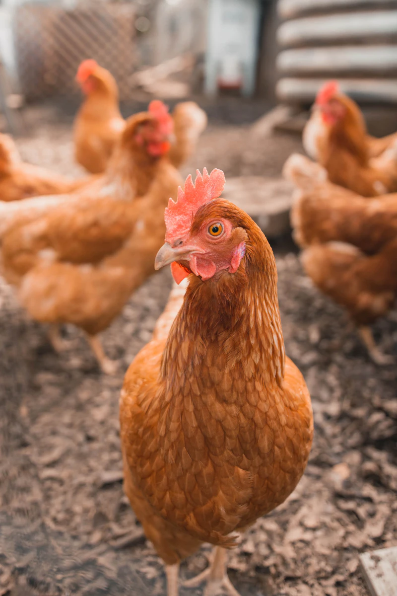 Ferme avicole