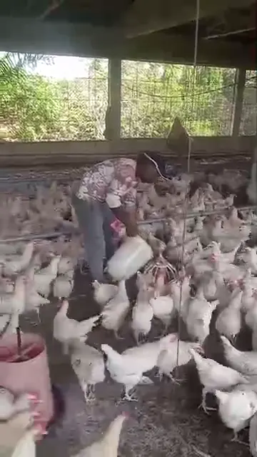 Distribution d'aliment dans un poulailler