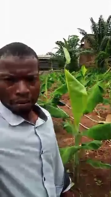 Parcelle de bananiers en agroforesterie